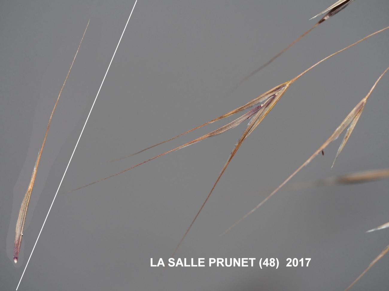 Brome, Barren fruit